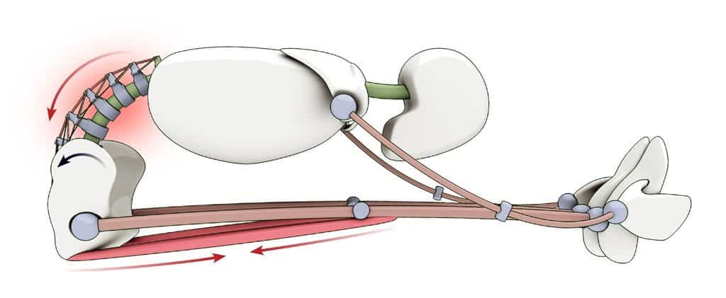 blog34 paschimottanasana tight hamstrings ¿Cuál es la relación entre la musculatura isquiosural y el dolor lumbar?