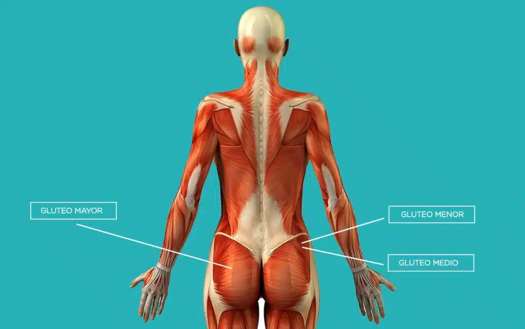 gluteo portada Importancia de los ejercicios de glúteo en el dolor de espalda